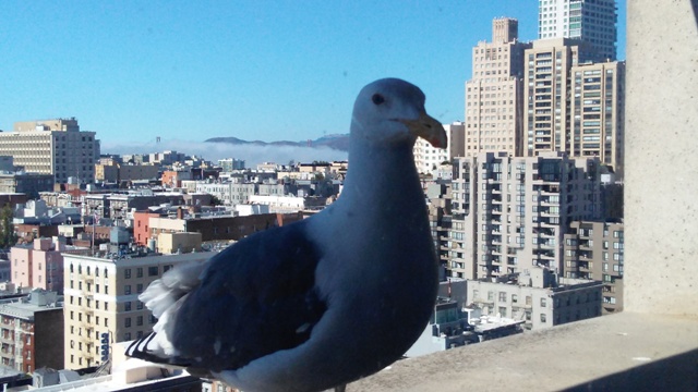 Vista do hotel com a ponte Golden Gate em San Francisco ao fundo (Natália Cagnani)